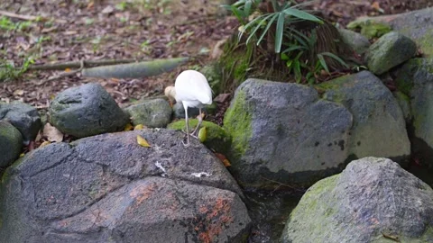 Colorful Bird Feaking in Bird Park Wildlife Footage 4K 스톡 동영상 336765150