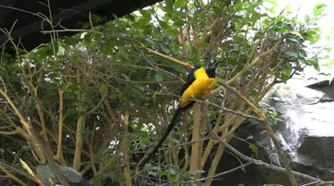 Colorful bird Stock Footage 20542591