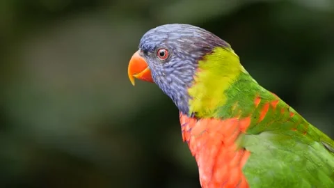Colorful bird Видео 130476278