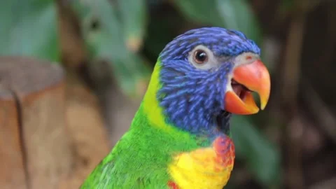 A colorful bird in a forest Stock-Footage 257027976