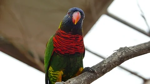 Colorful bird looking at the camera Stock Footage 84288620