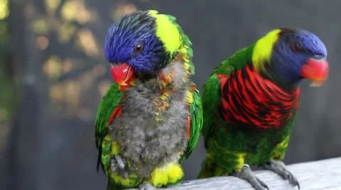 Colorful bird Lorikeet Stock Footage 10709686