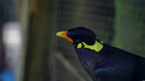 Colorful Bird moving his head, Thailand. Stock Footage 153571153