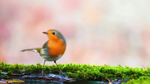 Colorful Bird Perched on Moss Stock Footage 323136191