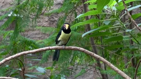 Colorful bird perched on tree branch Stock Footage 339367367