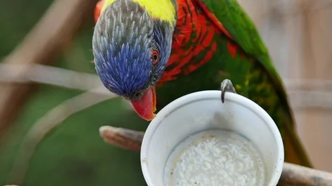 Colorful bird playing with a cup Stock Footage 84286867