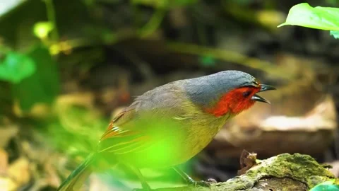 Colorful Bird Portrait Stock Footage 323143448