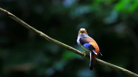 Colorful bird Silver-breasted broadbill on tree branch Stock Footage 70883353