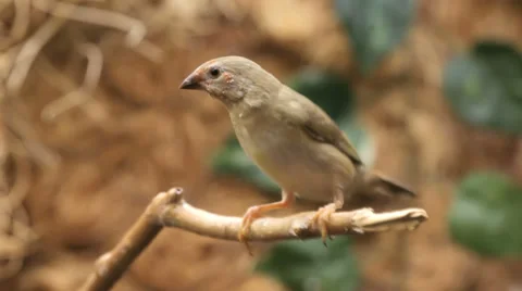 A colorful bird sits on a tree branch Vídeo Stock 34665778
