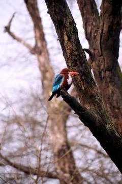 A colorful bird sitting peacefully at the edge of an old tree branch. (The bi Stock Photos