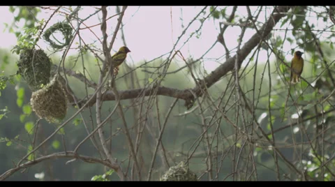 Colorful Birds Stock Footage 32169247