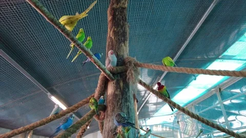 Colorful birds gather on branches in an indoor aviary at a pet shop in the after Stock Footage 332453653