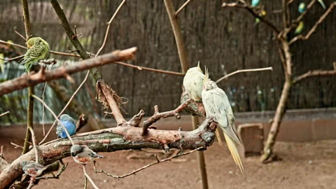 Colorful birds perched on branches in a tranquil outdoor aviary during sunny 스톡 동영상 320103812