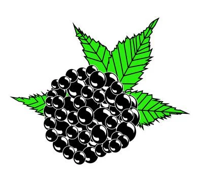 Colorful black berry vector design Stock Illustration