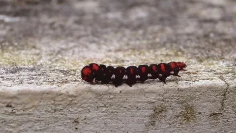 Colorful Blanket Worm Stock Footage 291915528