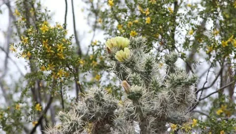 Colorful, Blooming Cactus Video stock 11214355