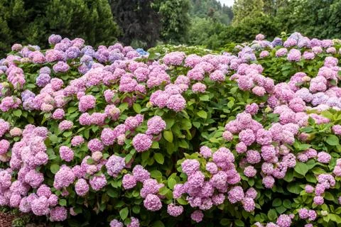 Colorful blooming hydrangea background Stock Photos