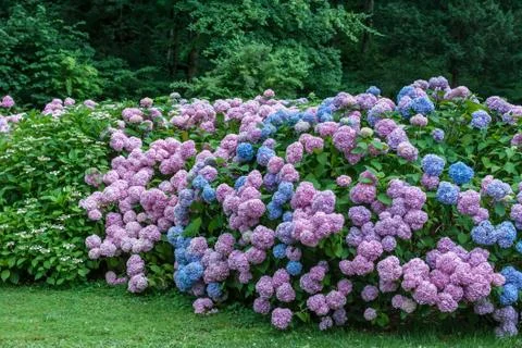 Colorful blooming hydrangea background Stock Photos