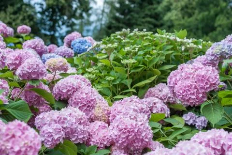 Colorful blooming hydrangea background Stock Photos