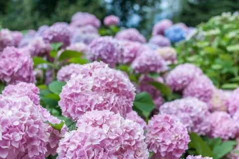 Colorful blooming hydrangea background Stock Photos