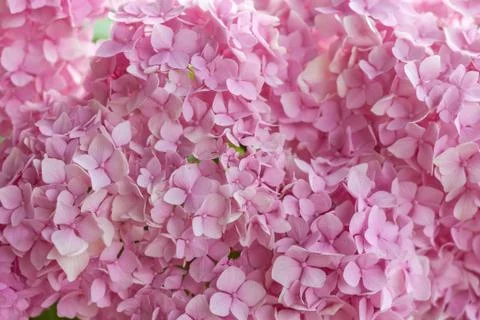 Colorful blooming hydrangea background 写真素材