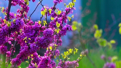 Colorful blooming trees Stock Footage 97907360