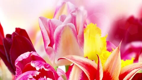 Colorful blooming tulips 库存影片 75251853