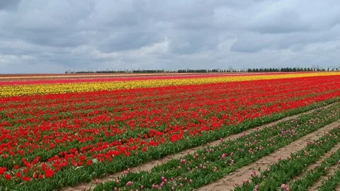 Colorful blossoming fields of tulips Video stock 124592532