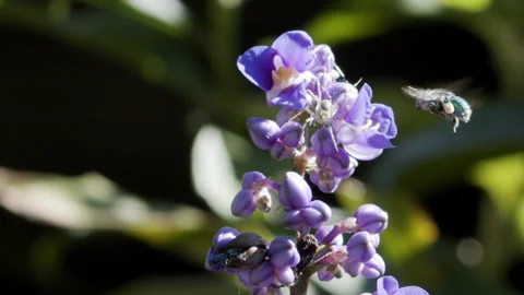 Colorful blue bee Euglossini Stock Footage 148694806