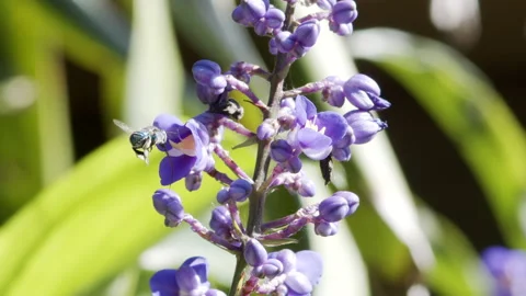 Colorful blue bee in pollination Stock Footage 148694657