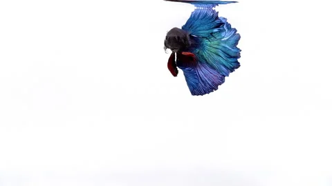 Colorful Blue Siamese Fighting Fish Betta Splendens Video stock 164706979