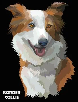 Colorful Border collie vector image Stock Illustration
