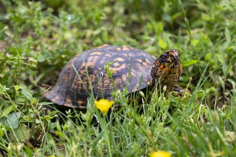 Colorful box turtle in the grass Stock Photos