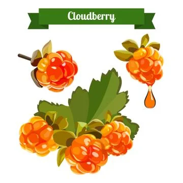 Colorful branch of Cloudberry. Second third option. Stock Illustration