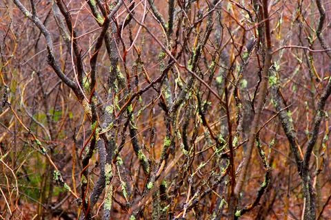 Colorful branches in the fall 写真素材