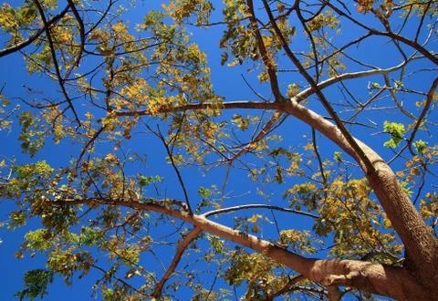Colorful branches Foto stock