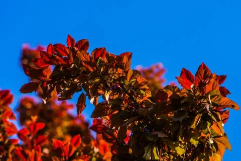 Colorful branches of tree Stock Photos