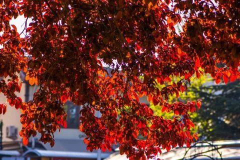 Colorful branches of tree Stock Photos