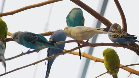 Colorful bright flock of parrots of different colors and with crests sit on tree Stock Footage 270840975