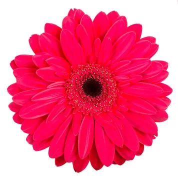 Colorful bright pattern of orange calendula flowers Stock Photos