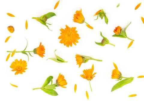 Colorful bright pattern of orange calendula flowers Stock-Fotos
