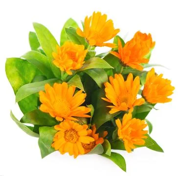 Colorful bright pattern of orange calendula flowers Stock Photos