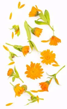 Colorful bright pattern of orange calendula flowers Foto stock