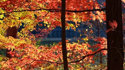 Colorful brilliant red maple fall foliage by the pond full frame autumn bac.. Stock Footage 314589412