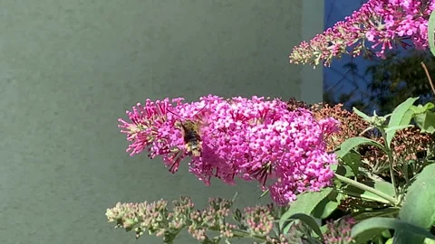 Colorful broad-bordered bee hawk-moth (Hemaris fuciformis) on buddleja bush 動画素材 137607375