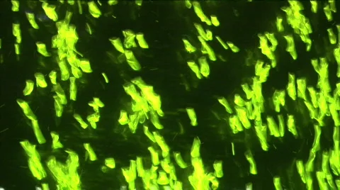 Colorful bubbles Stock Footage 737153