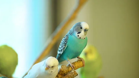 Colorful Budgerigar cs Flying Inside The Aviary At Anseong Farmland. - Stock Footage 252358532