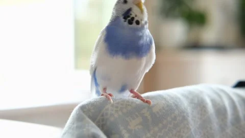 Colorful Budgerigar Parakeet perched elegantly on its perch within cage Stock Footage 314863155