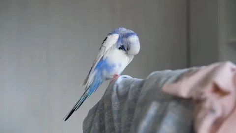 Colorful Budgerigar Parakeet perched elegantly on its perch within cage Stock Footage 314863326