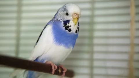 Colorful Budgerigar Parakeet perched elegantly on its perch within cage Stock Footage 314863669